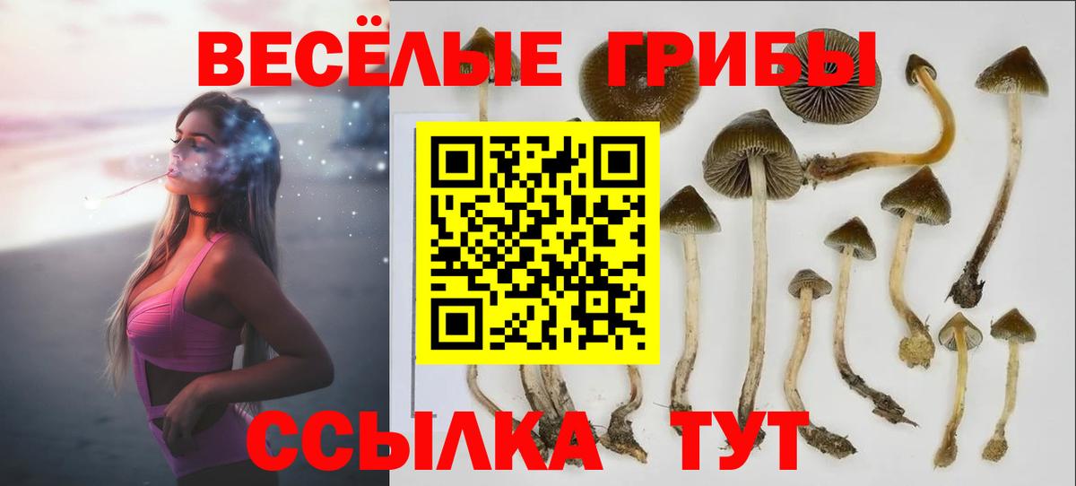 Галлюциногенные грибы Psilocybe  Вход с VPN  Люберцы 